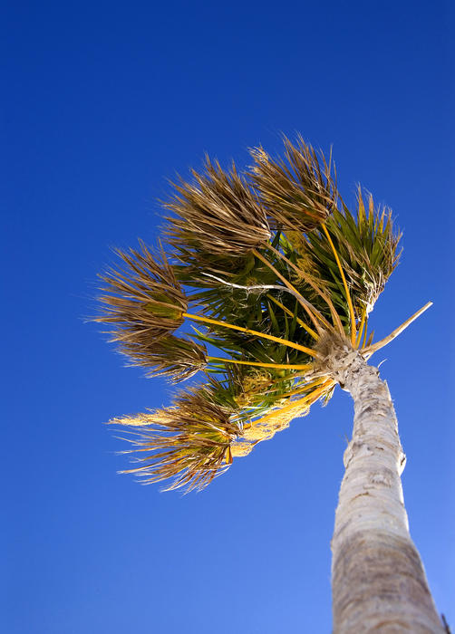 looking up at a tripical plam tree